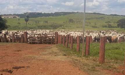 FAZENDA DUPLA APTIDÃO COM 1.230 HECTARES EM MARACAJU - MS