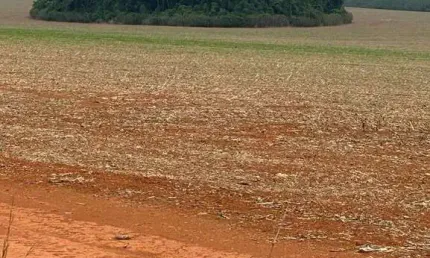 Fazenda dupla aptidão com 350 alqueires em cidade ocidental - go