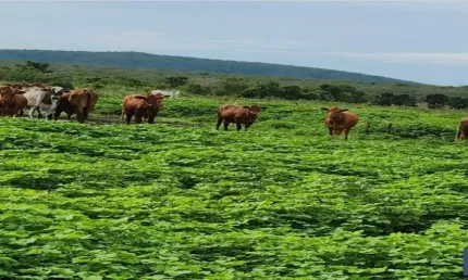 FAZENDA COM 1.043 ALQUEIRES DUPLA APTIDÃO EM SÃO VALÉRIO DA NATIVIDADE -TO