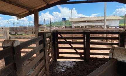 FAZENDA COM 380 ALQUEIRES DUPLA APTIDÃO NO MUNICÍPIO DE SÃO FÉLIX DO XINGU - PA
