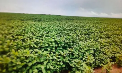 Fazenda dupla aptidão com 22.126 hectares em são félix de balsas - ma