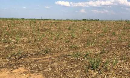 FAZENDA PARA AGRICULTURA EM CANA COM 81 ALQUEIRES EM URUAÇU - GO