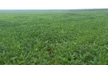 FAZENDA PARA AGRICULTURA COM 10.000 HECTARES EM PEDRO AFONSO - TO