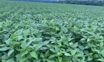 FAZENDA PARA AGRICULTURA COM 1.403 HECTARES EM FÁTIMA - TO