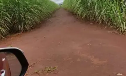 Fazenda dupla aptidão com 124 alqueires em paraúna - go