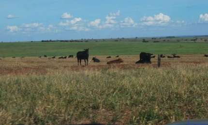 FAZENDA DUPLA APTIDÃO COM 6.200  HECTARES EM CAMAPUÃ-MS