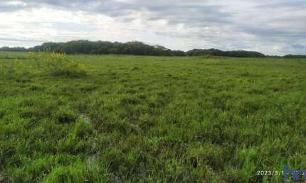 FAZENDA PARA PECUÁRIA COM 800 ALQUEIRES PAULISTAS EM AQUIDAUANA - MS
