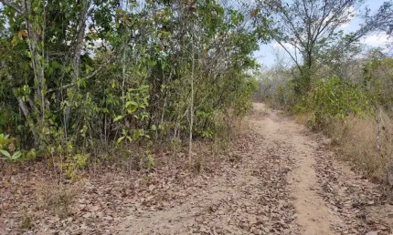 FAZENDA COM 145,6 ALQUEIRES DUPLA APTIDÃO NO MUNICÍPIO DE ALMAS-TO