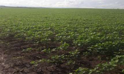 FAZENDA COM 220 ALQUEIRES DUPLA APTIDÃO EM PALESTINA - GO