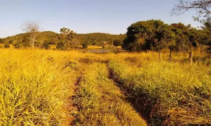 Fazenda com 125 alqueires dupla aptidão no município de bom jardim de goiás - go