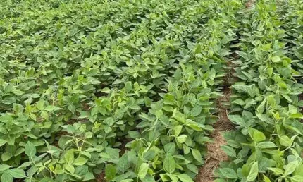 FAZENDA COM 207 HECTARES DUPLA APTIDÃO NO MUNICÍPIO DE SÃO ROQUE DE MINAS - MG