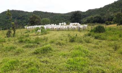 FAZENDA DUPLA APTIDÃO 600 ALQUEIRES EM PARAÍSO DO TOCANTINS-TO
