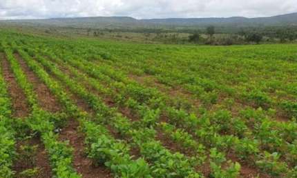 FAZENDA COM 146 ALQUEIRES DUPLA APTIDÃO NO MUNICÍPIO DE URUAÇU - GO