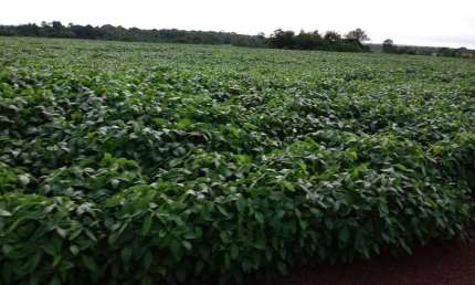 FAZENDA COM 1.050 ALQUEIRES DUPLA APTIDÃO NO MUNICÍPIO DE SANTANA DO ARAGUAIA - PA