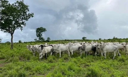FAZENDA 412 ALQUEIRES  MONTADA PARA PECUÁRIA NO MUNICÍPIO DE CRISTALÂNDIA-TO