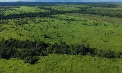 FAZENDA 450 ALQUEIRES DUPLA APTIDÃO EM PEQUIZEIRO-TO