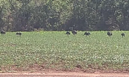 Fazenda dupla aptidão 266 alqueires em doverlândia-go