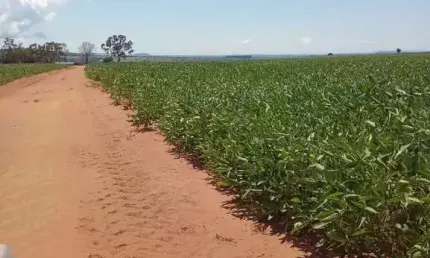 Fazenda com ótimo aproveitamento para agricultura com 300 alqueires em baliza-go