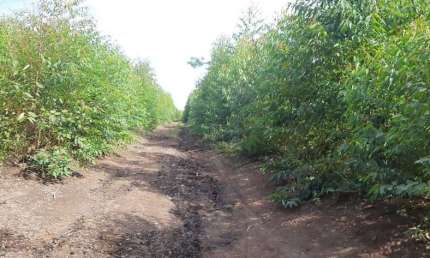 ÓTIMA FAZENDA DUPLA APTIDÃO 70 ALQUEIRES PAULISTAS EM FORMIGA-MG