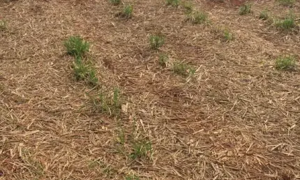 FAZENDA COM  37 ALQUEIRES PARA AGRICULTURA EM CANA NO MUNICÍPIO DE SANTA VITÓRIA - MG