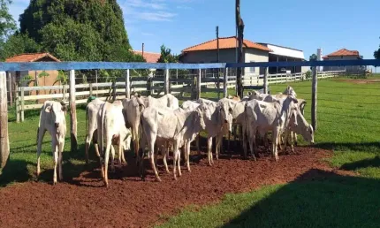 Fazenda com  154 alqueires dupla aptidão no município de campina verde -mg