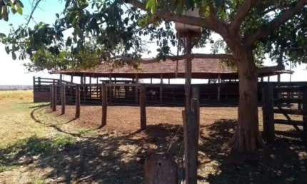Fazenda dupla aptidão em campina verde-mg 206 alqueires
