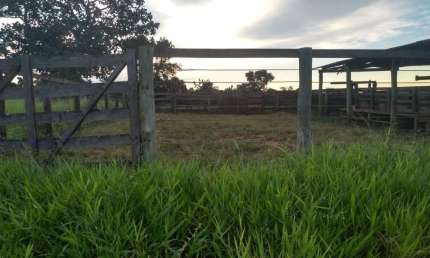FAZENDA COM 62 ALQUEIRES PARA PECUÁRIA NO MUNICÍPIO DE ITUIUTABA - MG