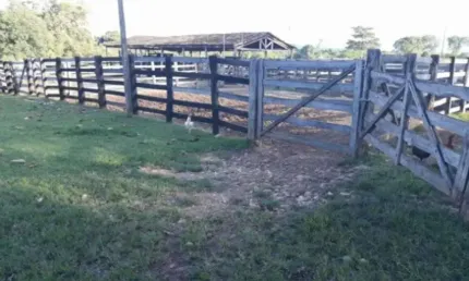 Fazenda com 198 alqueires dupla aptidão em jaú do tocantins - to