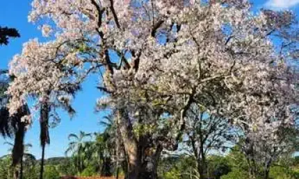 Fazenda com 46 alqueires de dupla aptidão em campina verde-mg