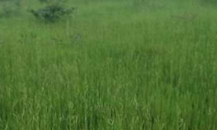 FAZENDA PARA PECUÁRIA COM 106 ALQUEIRES EM URUAÇU-GO