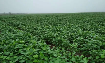 Fazenda com 500 hectares dupla aptidão em doverlândia - go