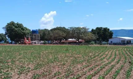 Fazenda de dupla aptidão com 95 alqueires em formosa-go