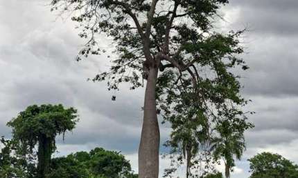 FAZENDA DE DUPLA APTIDÃO COM 100 ALQUEIRES EM FLORES DE GOIÁS-GO