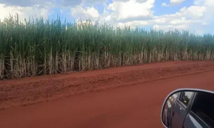 Fazenda com 274 alqueires com cana arrendada na região de andradina-sp