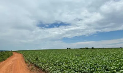 Fazenda com 52 alqueires de dupla aptidão em corumbaíba-go