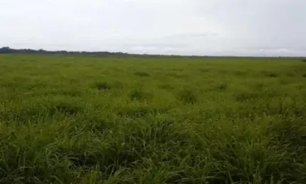 Fazenda com 156 alqueires dupla aptidão no município de fortaleza do tabocão - to