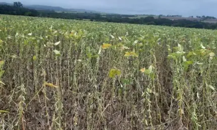Fazenda para agricultura em soja com 21 alqueires em goiatuba - go