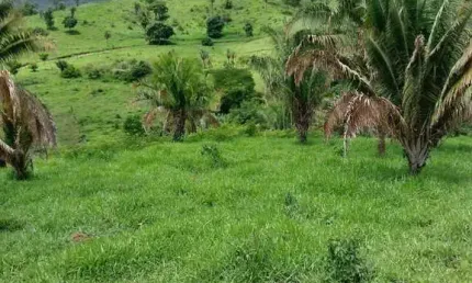 FAZENDA COM 42 ALQUEIRES PARA PECUÁRIA EM CAMPINAÇU-GO