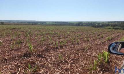 FAZENDA COM 50 ALQUEIRES DE DUPLA APTIDÃO COM CANA ARRENDADA EM CONCEIÇÃO DAS ALAGOAS-MG