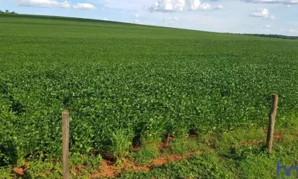 Fazenda com 330 alqueires paulistas de dupla aptidão em costa rica-ms