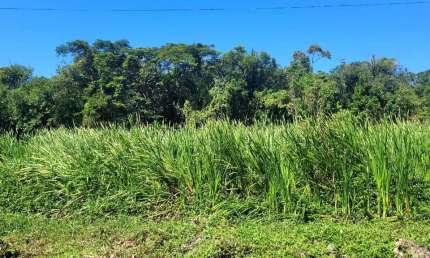 Terreno à venda no Bambu, Peruíbe 