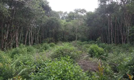 Terreno para venda em itanhaém, recanto dos imigrantes
