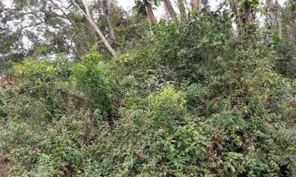 Terreno à venda no Jardim Coronel, Itanhaém 