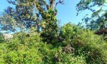 Terreno à venda no Jardim Coronel, Itanhaém 