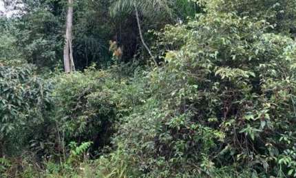 Terreno à venda na Zona Rural, Iguape 