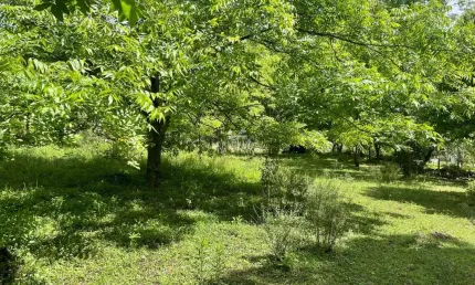 Chácara / sítio à venda na Rs 235, Linha Araripe, Nova Petrópolis