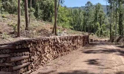 ÁREA DE 2,1 HECTARES À VENDA, A 10KM DO CENTRO DE NOVA PETRÓPOLIS