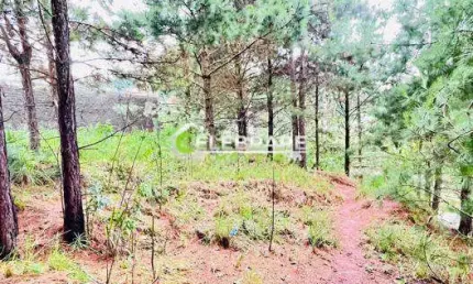Terreno à venda na Rua do Cedro, 692, Parque do Embu, Colombo