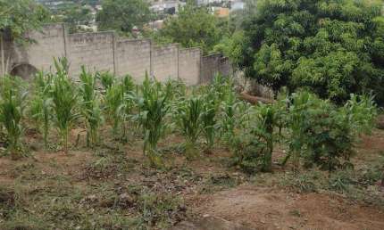 Terreno à venda, 500 m² por R$ 115.000,00 - São Geraldo - Florestal/MG