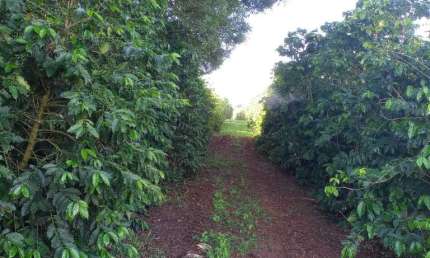 Fazenda / Sítios / Chácaras com 3 quartos à venda em Campanha